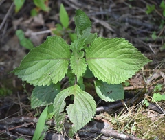 Perilla