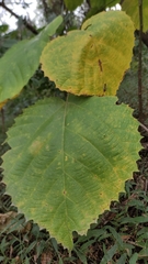 Urera baccifera