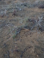 Ptenopus garrulus maculatus