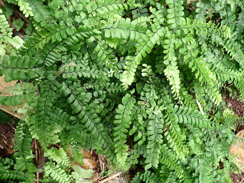 Adiantum diaphanum iNat (1)