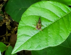 Smilia camelus
