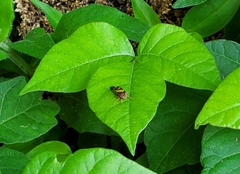 Smilia camelus