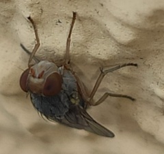 Prosopomyia pallida