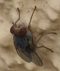 Prosopomyia pallida