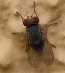 Prosopomyia pallida