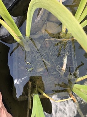 Anaxyrus woodhousii