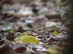 Dendronanthus indicus