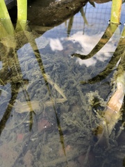 Anaxyrus woodhousii