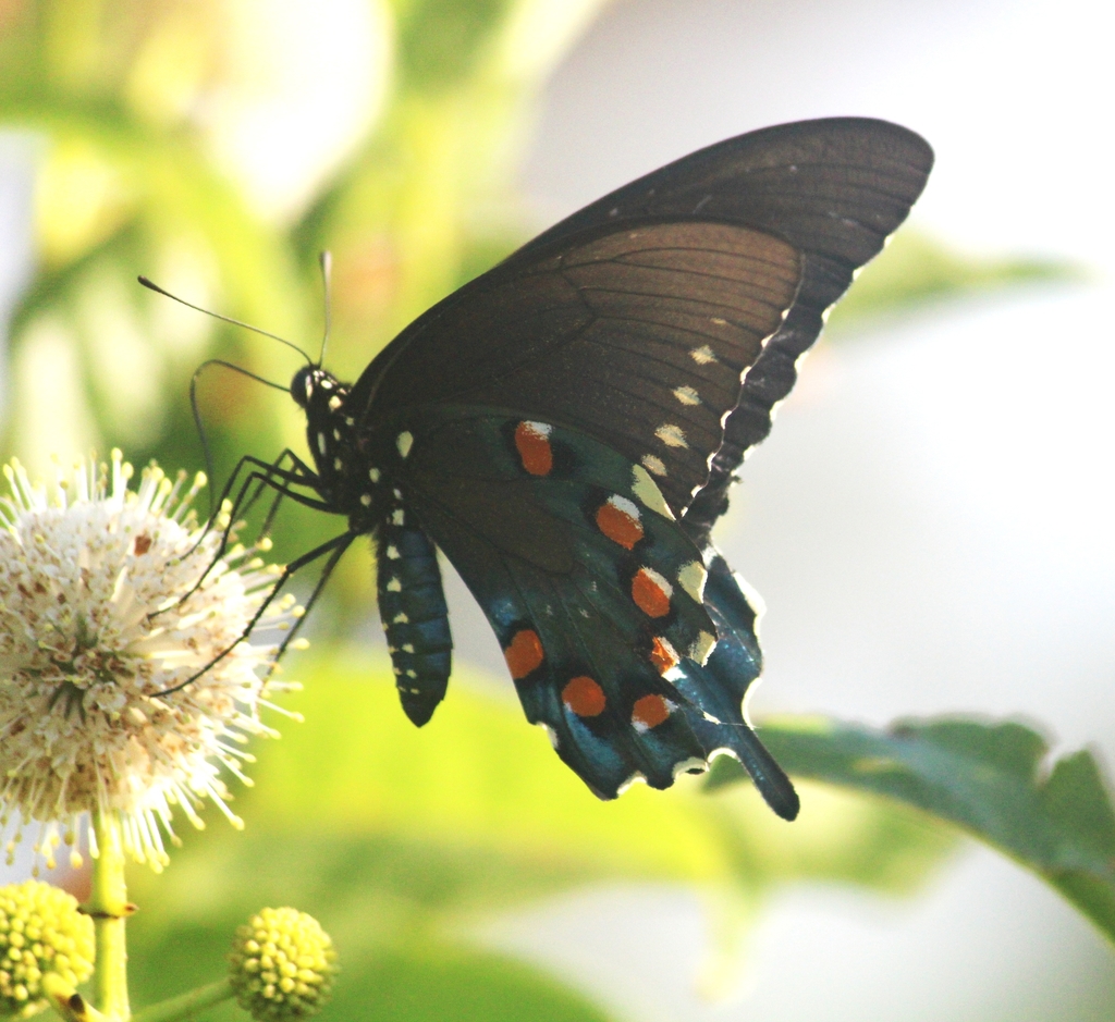 pipevine-swallowtail-from-south-side-corpus-christi-tx-usa-on-june