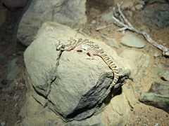 Pachydactylus mariquensis