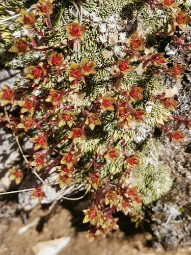 Image of Saxifraga burseriana by (c) Ljaž, some rights reserved (CC BY)