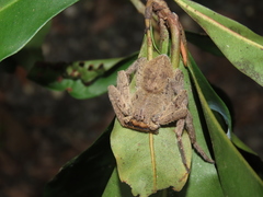 Heteropoda pingtungensis