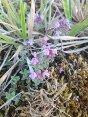 Thymus serpyllum serpyllum