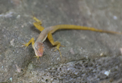 Anolis pogus