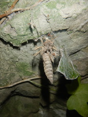 Cordulegaster boltonii