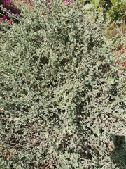 Rhynchosia schimperi