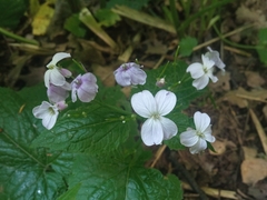 Lunaria rediviva