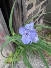 Tradescantia