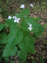 Lunaria rediviva