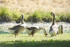 Anser cygnoides domesticus