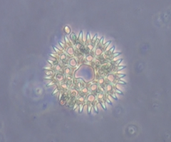 Pediastrum duplex