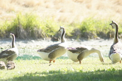 Anser cygnoides domesticus