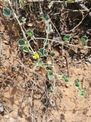 Rhynchosia schimperi