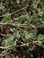 Rhynchosia schimperi