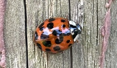 Harmonia axyridis