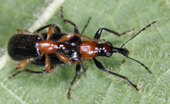 Eugnamptus angustatus