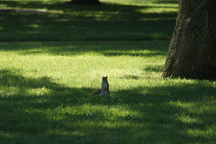 Sciurus carolinensis