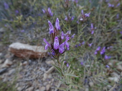 Thymbra spicata
