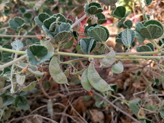 Rhynchosia schimperi