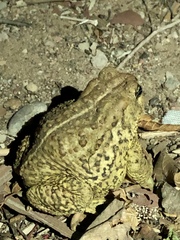 Anaxyrus woodhousii