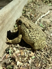 Anaxyrus woodhousii