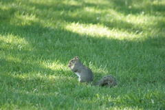 Sciurus carolinensis