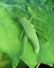Xyleus discoideus