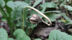 Asteraceae