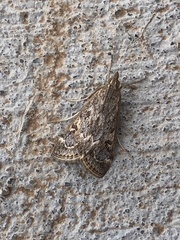 Loxostege allectalis