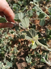 Rhynchosia schimperi