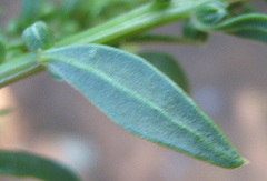 Angiospermae