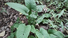 Asteraceae