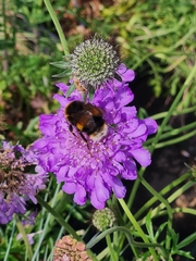 Bombus ruderatus