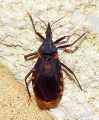 Triatoma sanguisuga