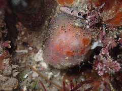 Aplidium solidum