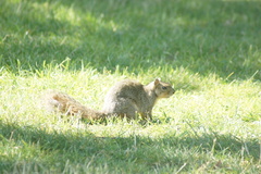 Sciurus niger