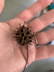 Liquidambar styraciflua