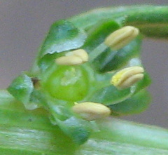 Angiospermae