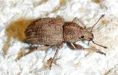 Dichoxenus setiger