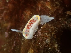 Diaphorodoris luteocincta